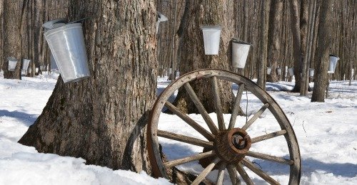 A grove of maple trees is commonly called a "Sugar Bush."