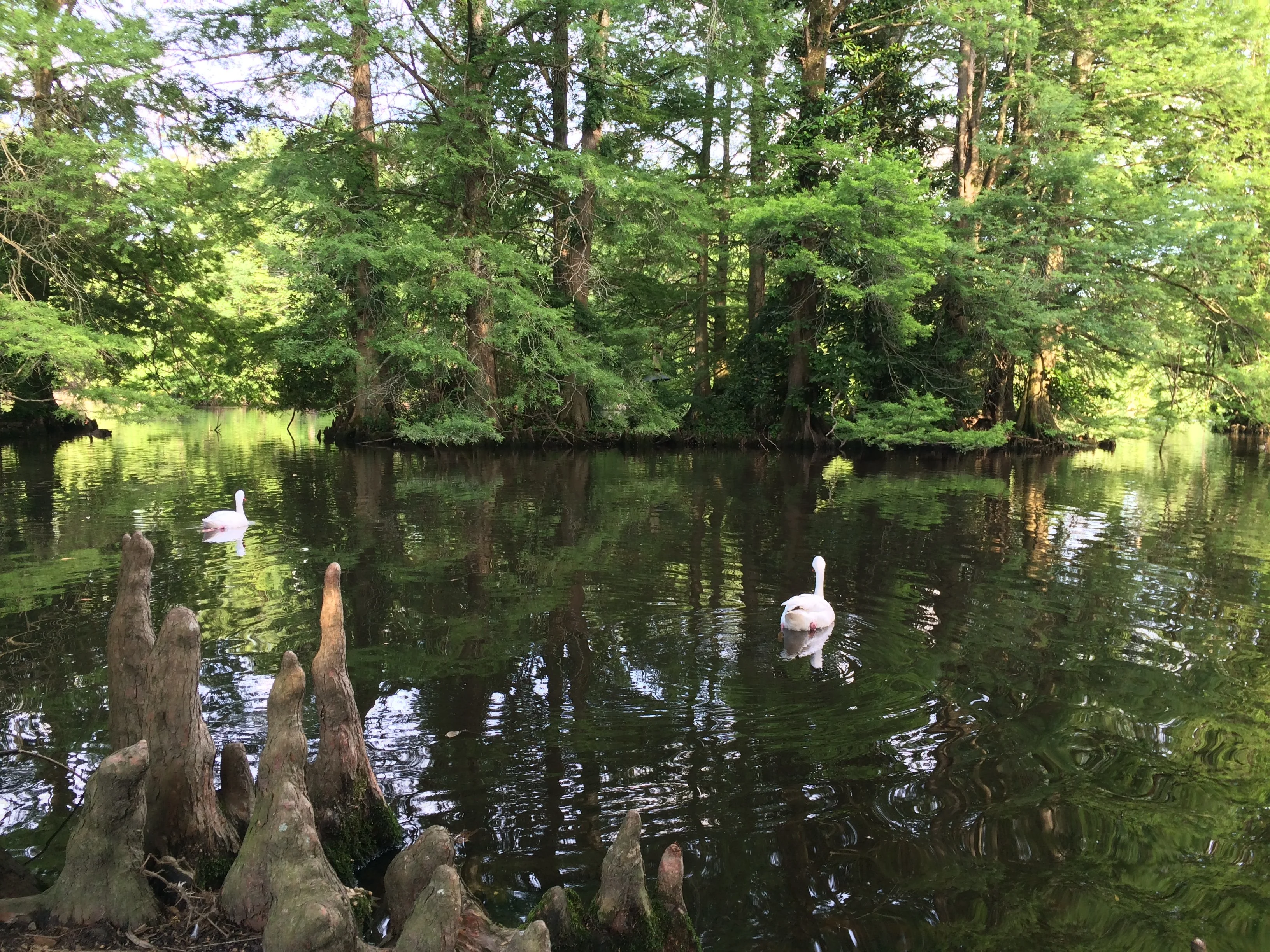 Swan Lake Iris Gardens in Sumter South Carolina.