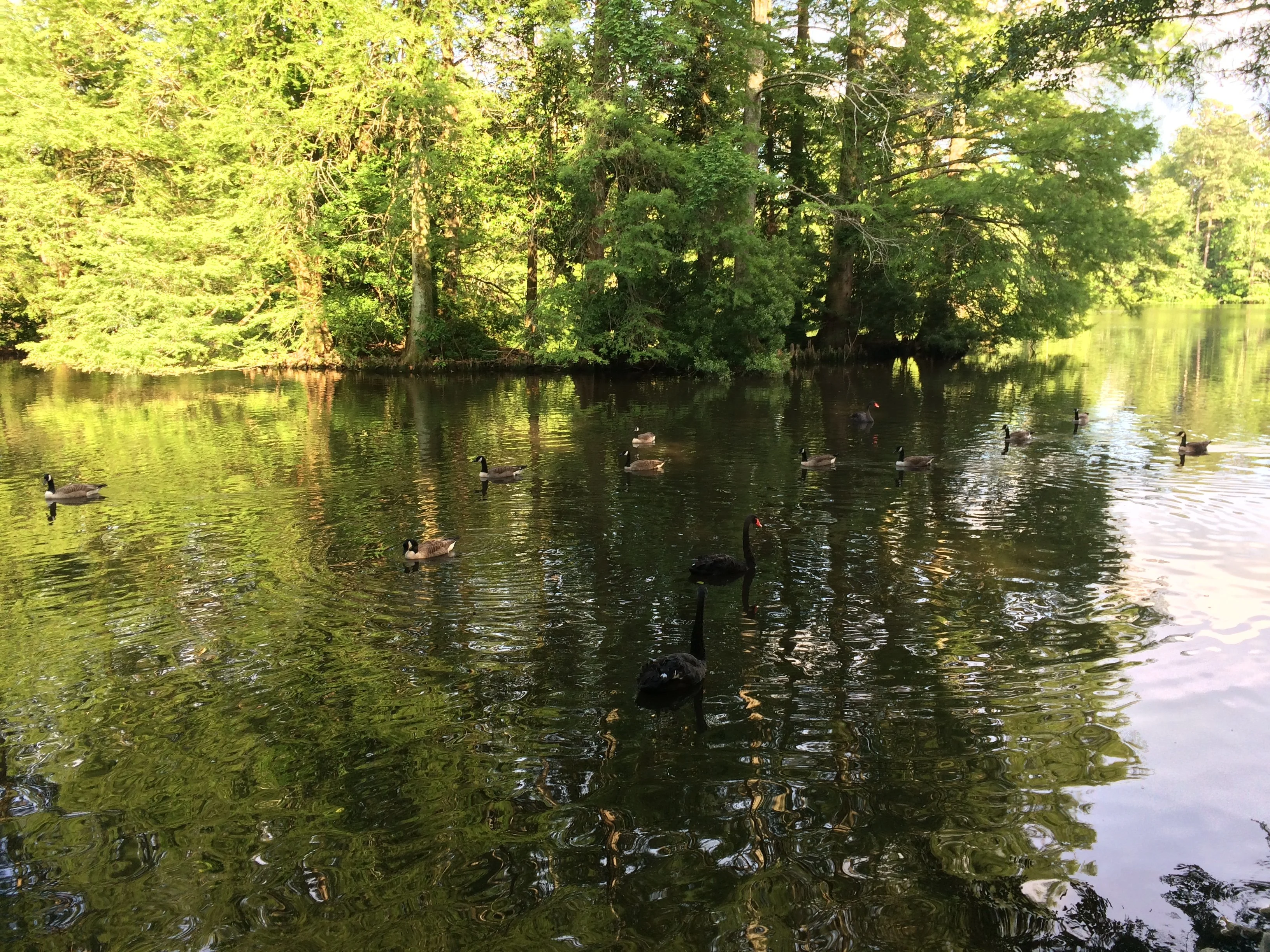 Swan Lake Iris Gardens in Sumter South Carolina.