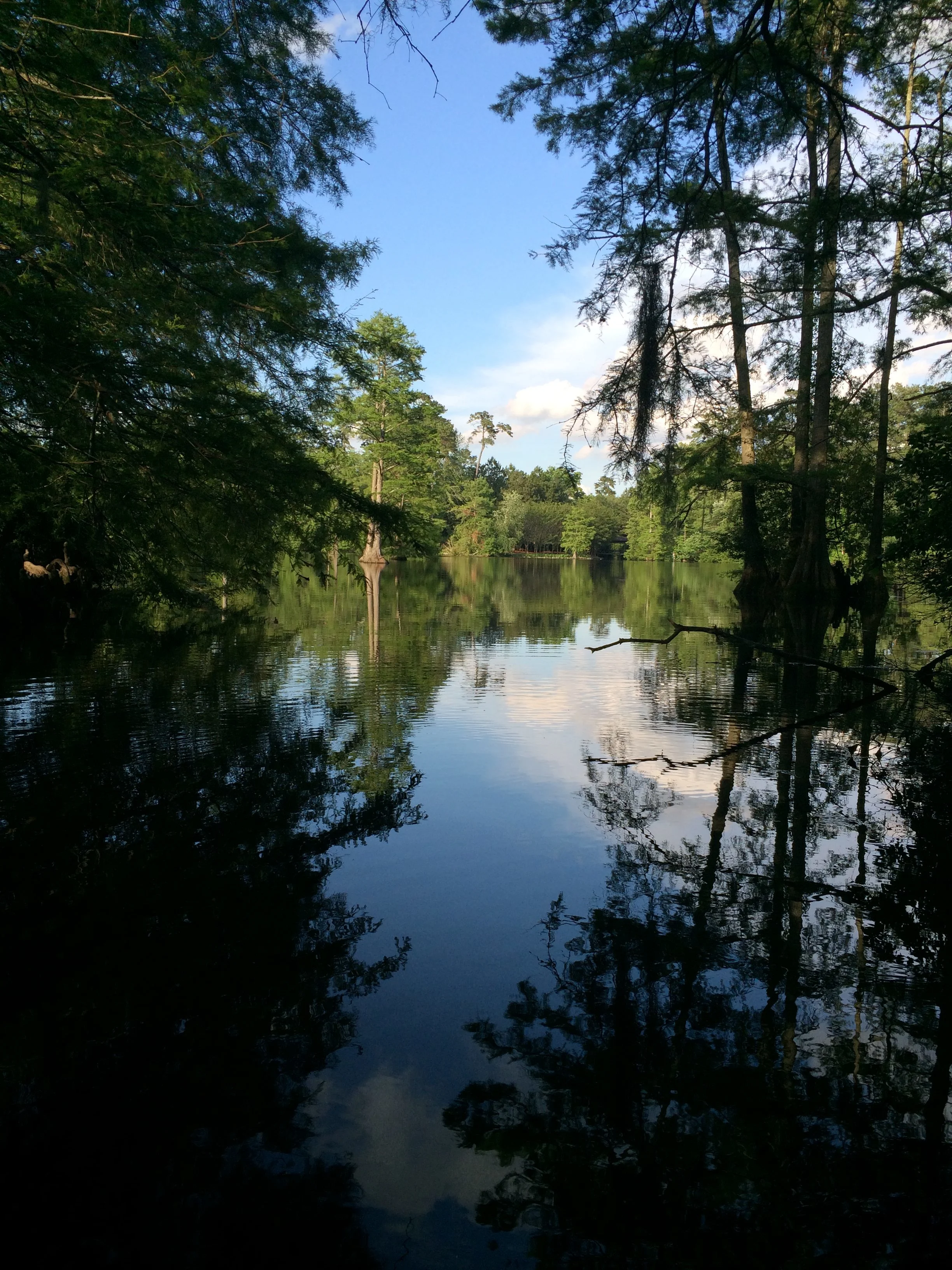 Swan Lake Iris Gardens in Sumter South Carolina.