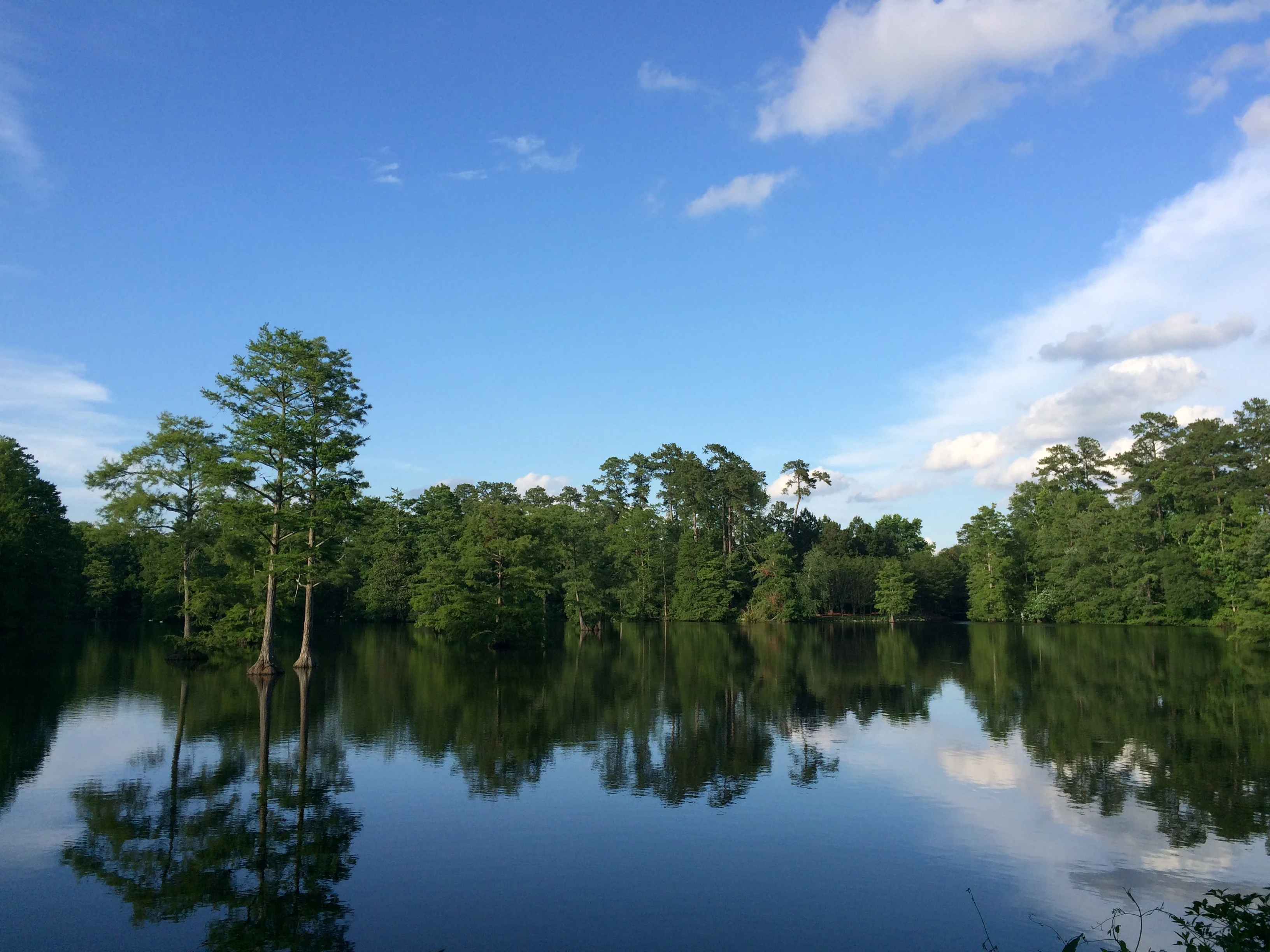 Swan Lake Iris Gardens in Sumter South Carolina. 