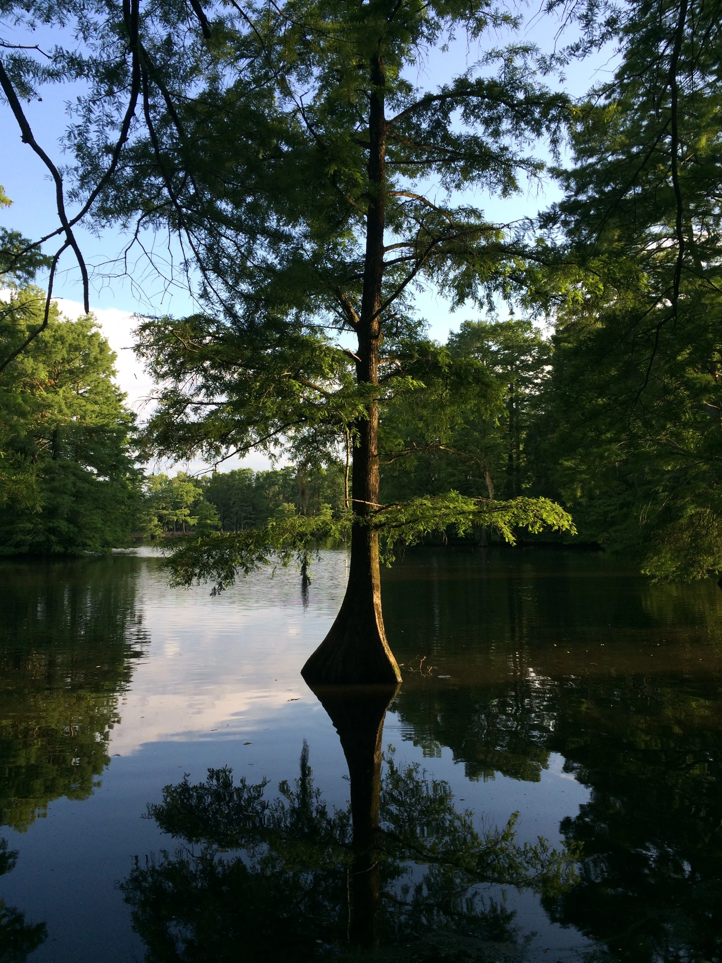 Swan Lake Iris Gardens in Sumter South Carolina.