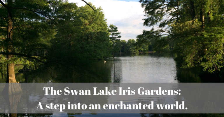 If you are planning a visit to South Carolina then Sumters Swan Lake Iris Gardens need to be on your list! This free botanical garden is breathtaking!